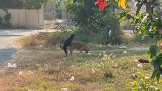 Golden dog play with neighbors dog comes to drink milk #dog #puppies #cute