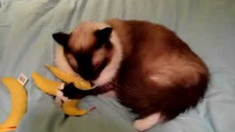 Ragdoll Cat with Yeowww Catnip Banana ねこ - ラグドール - Floppycats