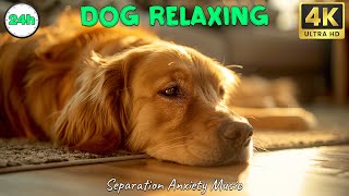 24 Hours AntiAnxiety and Boredom TV for Dogs with Relaxing Music  Calming Dog Music