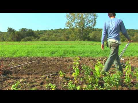 Vegetable & Fruit Gardening : How to Grow Carrots