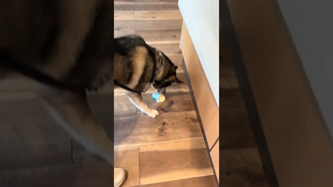 When a husky is DONE waiting for his pupcup 