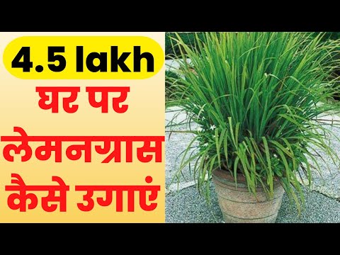 How to grow Lemongrass at home || लेमन ग्रास के बारे में