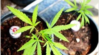 แมงลมตว คาราบาว