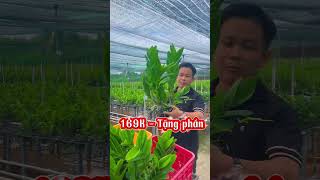 Bùng nổ dendro nắng xưa Thanh Long dịp lễ #HOALANDUYPHONG #dendronang #dendrorongxanh
