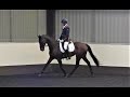 Shanty Town - Retraining a Racehorse - Dressage at Swallowfield