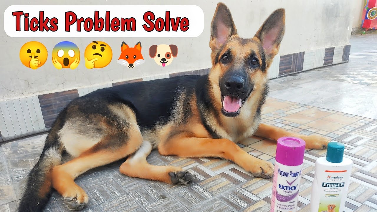 Best Way To Remove Ticks From Dogs 🐕 🐞 How To Fix Ticks Problem In
