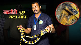 जहरीले पुंछ वाला खतरनाक सांप | Banded Krait Snake Rescue | Sarpmitra Akash Jadhav