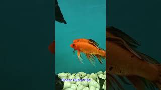 Aquarium Fish Vlog Coming Soon