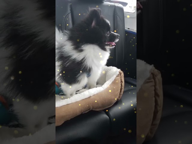Traumhaft: Pomeranian Schwarz Weiß Welpen 3 sddefault
