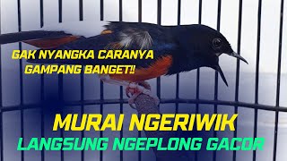 Murai Batu Ngeriwik Coba Cara Ini Langsung Ngeplong Full Power