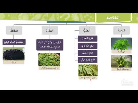 أهمية النباتات اللابذرية وحل أسئلة ماذا قرأت