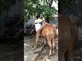 Lucu‼️Sapi kurban di taikin ngamuk lah#short #lucu #tiktok