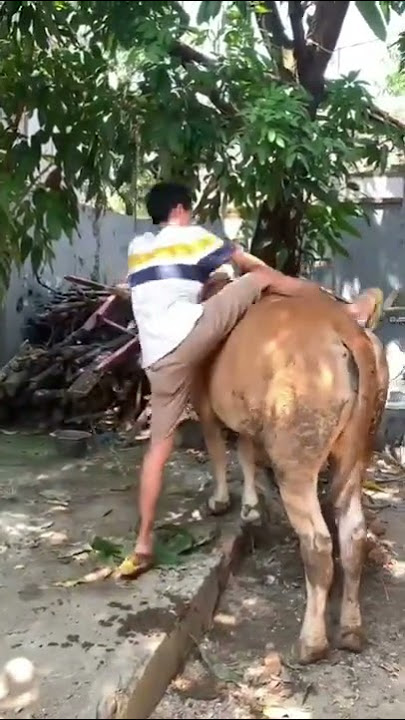 Lucu‼️Sapi kurban di taikin ngamuk lah#short #lucu #tiktok