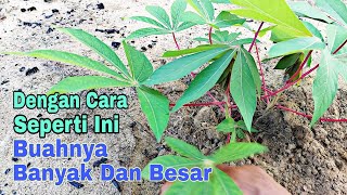 How to plant cassava that is good and right so that it bears many and big fruits