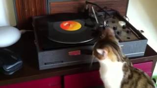 Johnny Cat remix