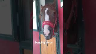 #dancing horse #horses #pony#ponies