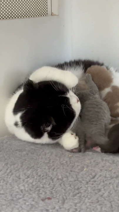 Emaknya sudah pasrah😭😭