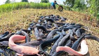 Unique Primitive Fishing Technique: Catching Hundreds of Giant Catfish