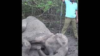 A Wounded Elephant | 傷ついた象 | فيل جريح | Elephant | Animals | Wildlife | Save Animals #Shorts