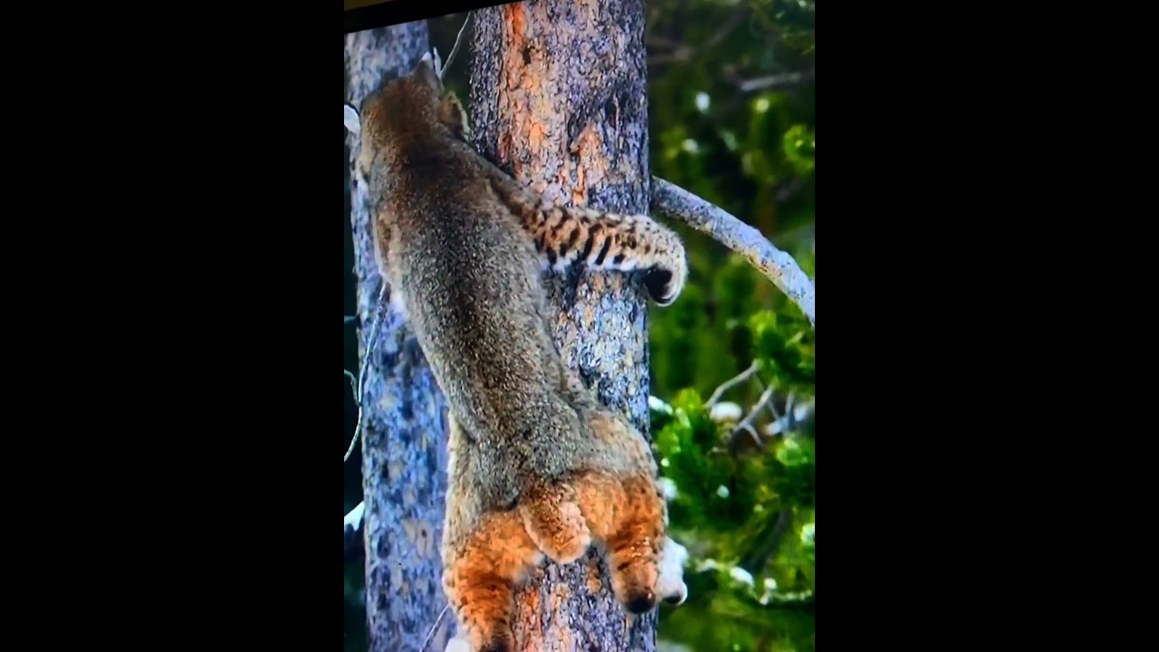 고산지역 눈덮인 영하에 몇일을 꿂은 아이벡스는 나무에 먹이감을 보자 단숨에 6m 뛰에올라가 먹이감에 성공한다 2025년 10월 22일