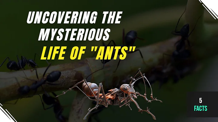 5 Uncovering Fascinating Facts About Ants!