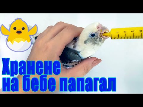 Видео: Как да храним папагал: 12 стъпки (със снимки)