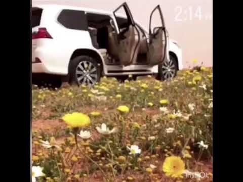 نياف تركي علم الي كثر الهرج وجهاده