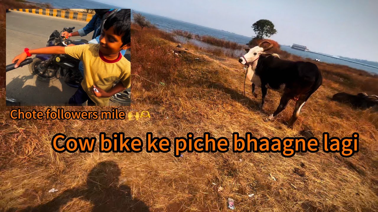 Cow piche bhagne lag gyi | chote followers mile  | 