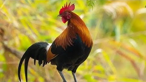 nyob zoo hnub no los saib me nyuam qaib dib Dua: 2024