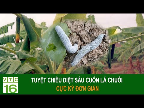 Video: Làm Thế Nào để Loại Bỏ Cuộn