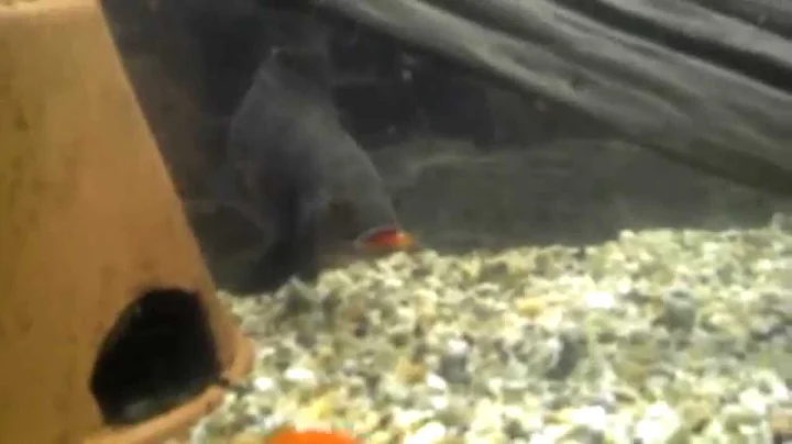 Tiger Oscar Feeding