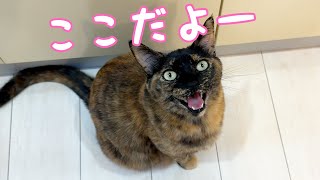 ご飯後に甘えてくるサビ猫が可愛すぎます…！！