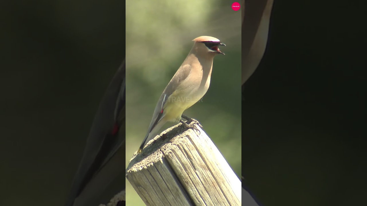 Beautiful Cedar waxwing Bird 