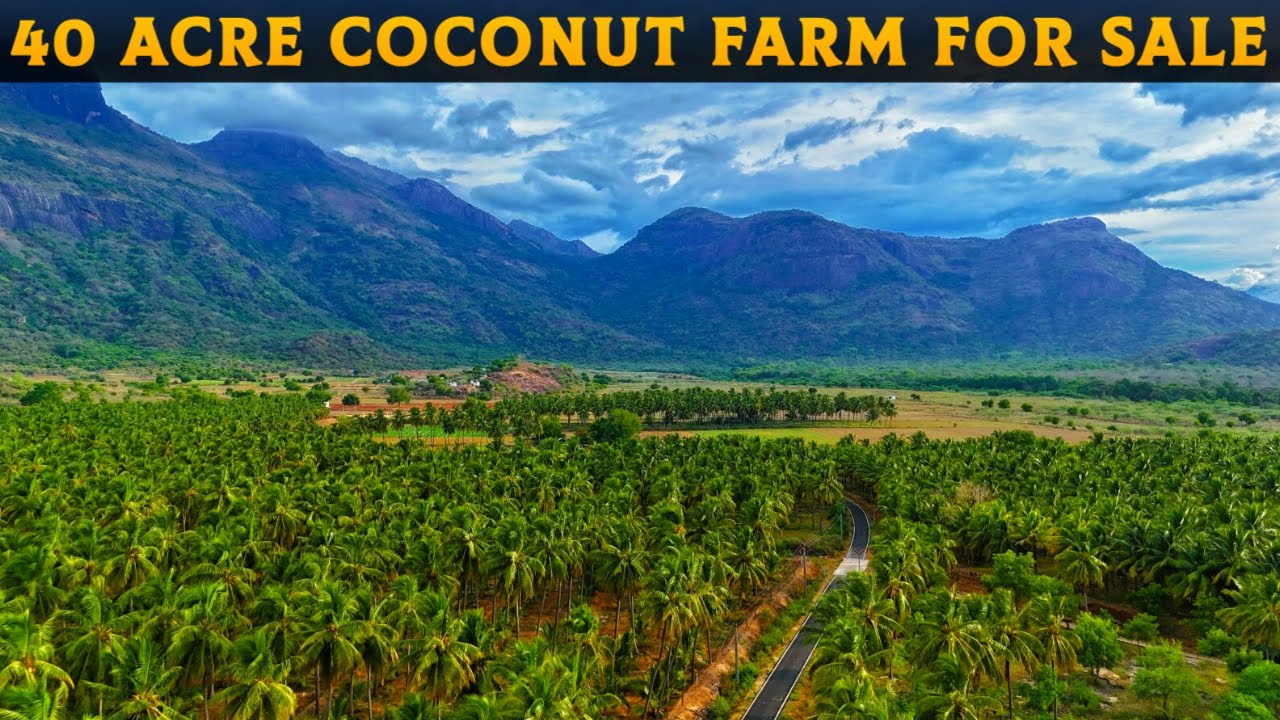 🌴அனைத்து வசதிகளுடன் 40 ஏக்கர் விற்பனைக்கு🌳40 ACRE FOR SALE#property #coconutfarm #realestate #farm