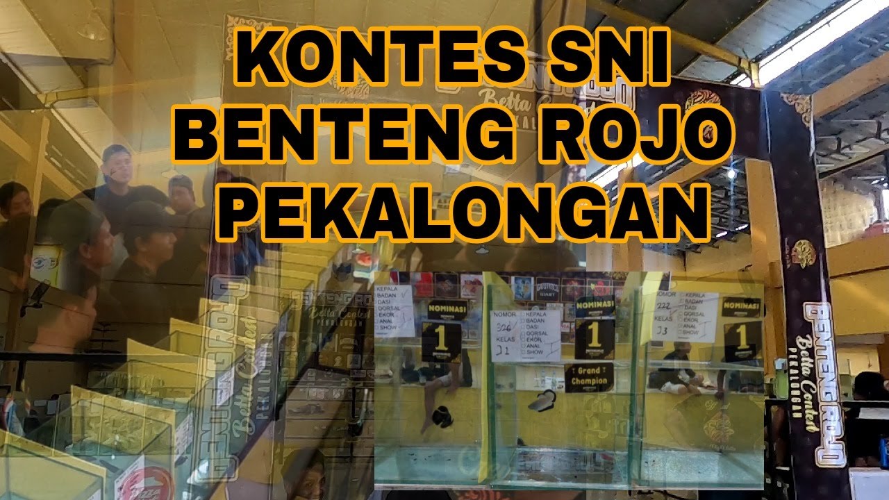 KONTES SNI PEKALONGAN BENTENG ROJO