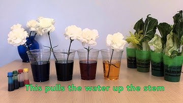 Capillary Carnations