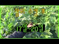 귀농 일상 vlog - 수정 20일간 변화
