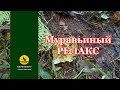 Находка в лесу #2, муравьиный релакс