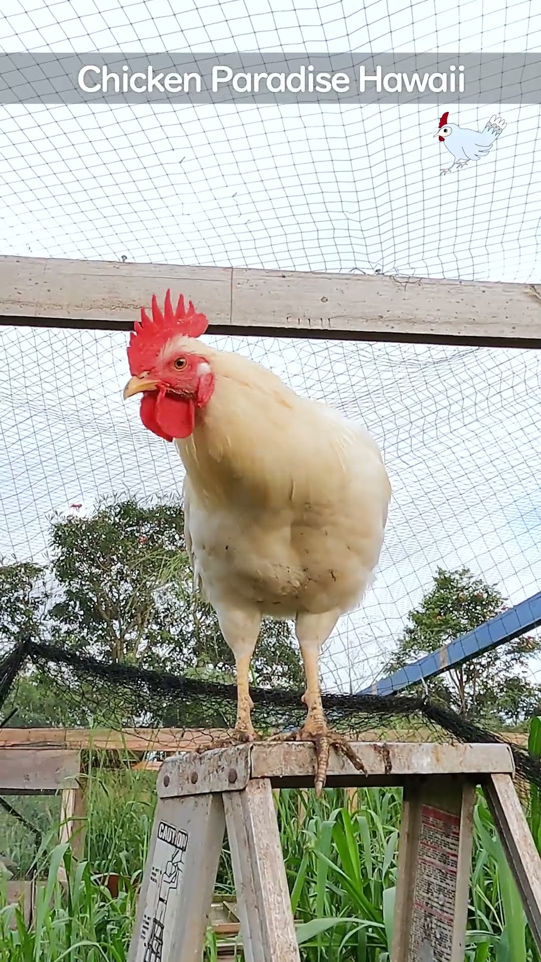 Hiyo-chan, animal doctor