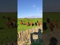 Cows reacting to Surah Baqarah - Must See - www.iToddle.com WOW