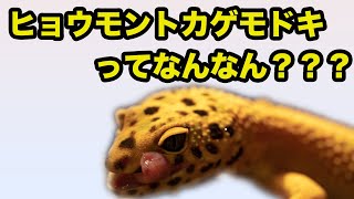 vol.1［爬虫類飼育者］レオパってどんな生き物？？生態・生息地など紹介