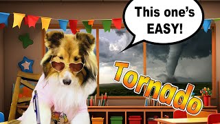 'This one's Easy!' Tornado Test!  only on Cricket 'the sheltie' Chronicles e346