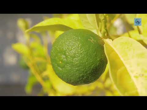 ولقد نجينا بنى إسرائيل من العذاب المهين