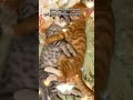 big love for you ❤️ #chat #cat #cute #funny #kitten #animaux #pets #humour #animals #drole #amour