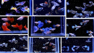 Tổng Hợp Những Dòng Cá Bảy Màu Đẹp Đang Bán Tại Trại | Dat Guppy