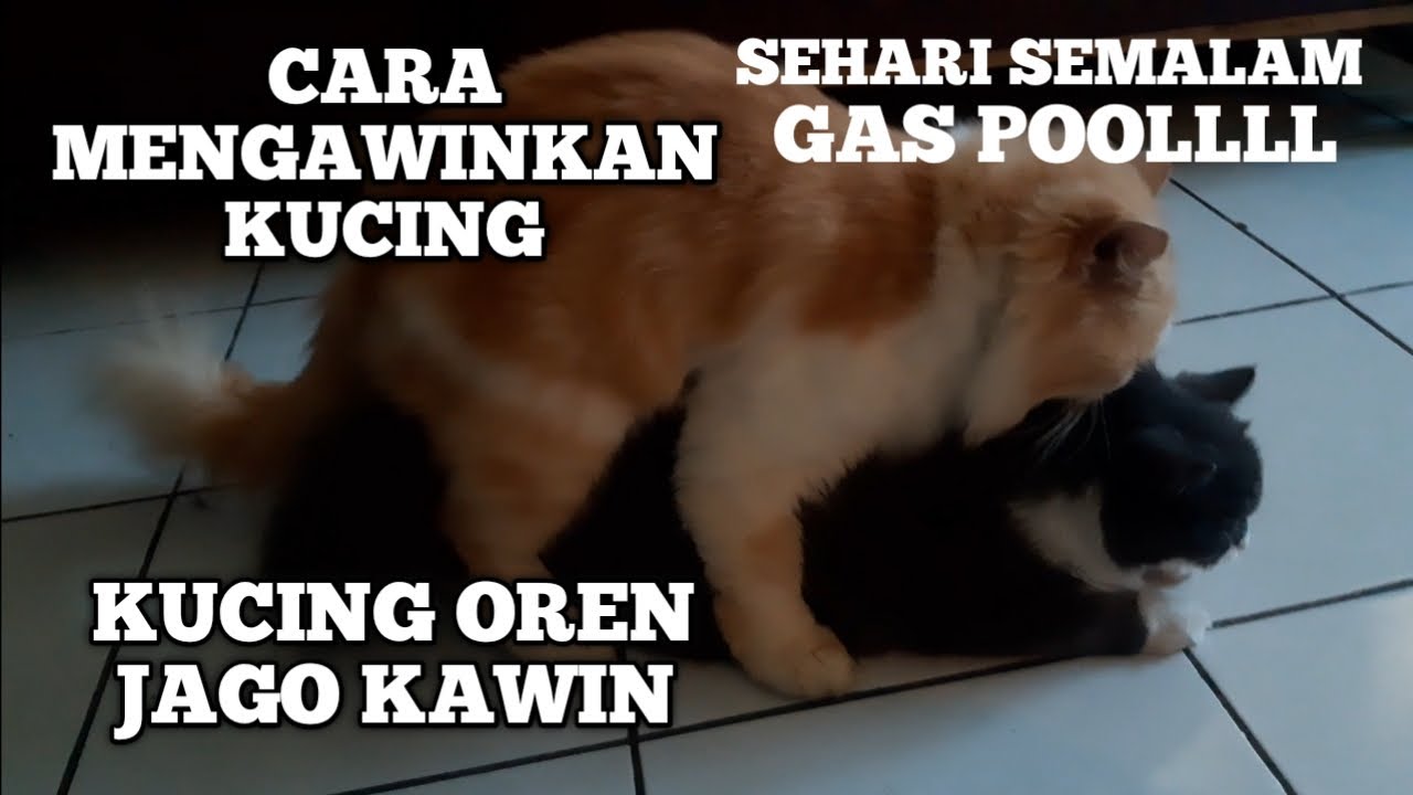 Cara Cepat Mengawinkan Kucing Yang Baru Kenal Youtube