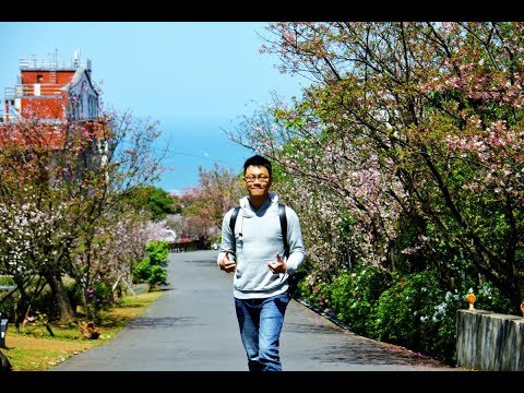 [台灣櫻花旅遊景點] 八里很隱密的櫻花街道，海天一線視野又有櫻花相伴！