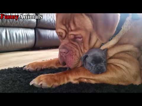 Funny Big Dog Meeting and Playing Little Puppy Compilation 2017