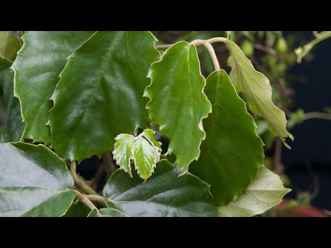 Video: Gdje se uzgaja biljka Jatropha?