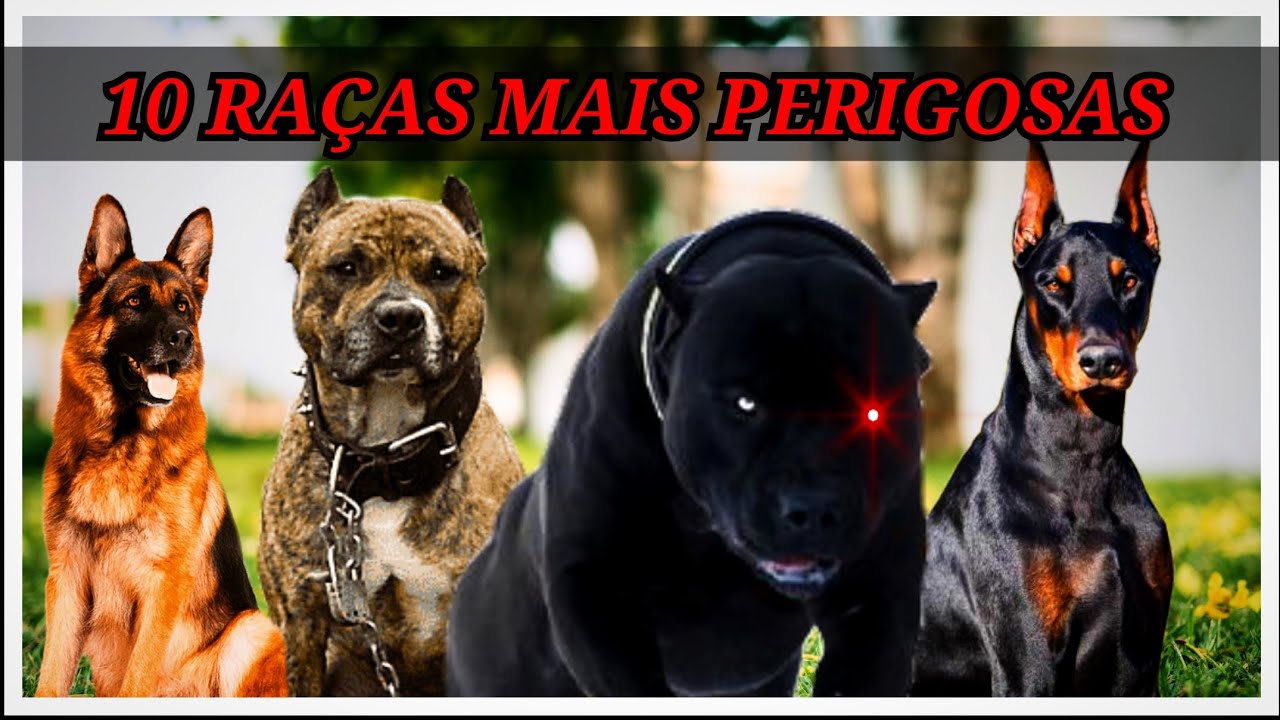 AS 10 RAÇAS DE CACHORROS MAIS PERIGOSAS DO MUNDO - YouTube